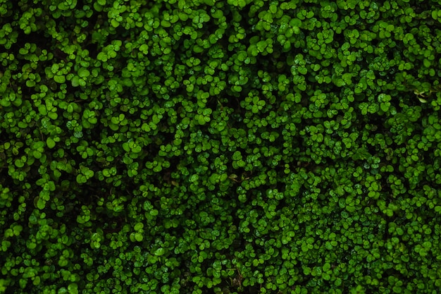 Photo green clover field