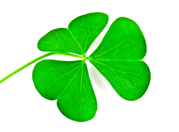 Photo green clover leaf on white background