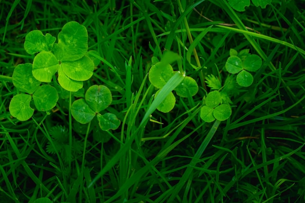 Photo green clover leaves background with some parts in focus