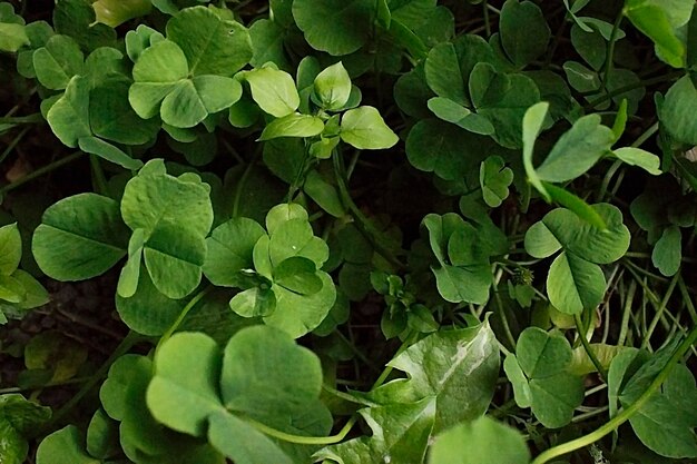 Green clover leaves background with some parts in focus