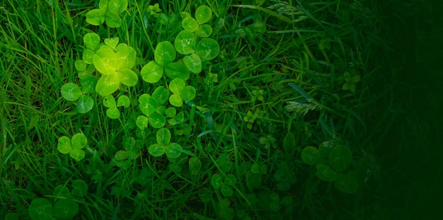 Green clover leaves background with some parts in focus