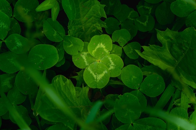 Green clover leaves background with some parts in focus