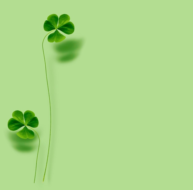 Green clover leaves isolated on green background StPatrick 's Day