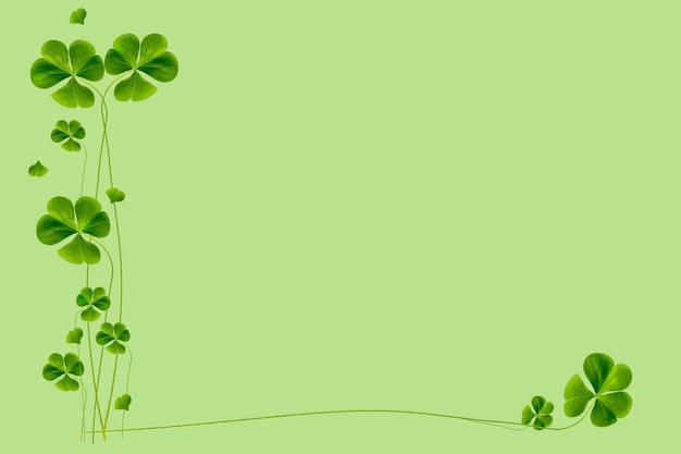 Green clover leaves isolated on green background stpatrick \'s\
day