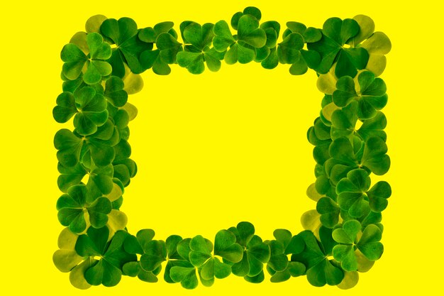 Green clover leaves isolated on yellow background StPatrick 's Day