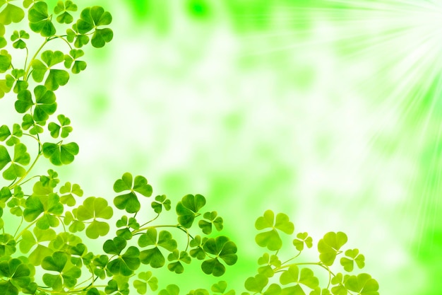 Photo green clover leaves natural background