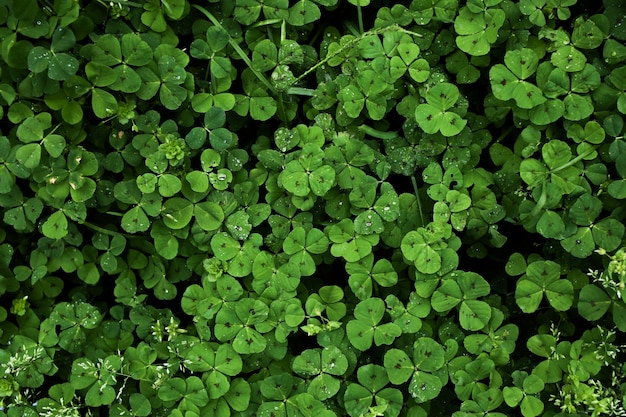 green clover leaves