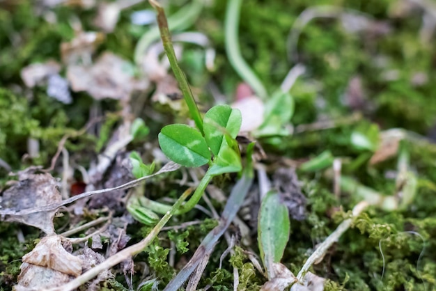 乾いた草や苔の間の緑のクローバーの花びら