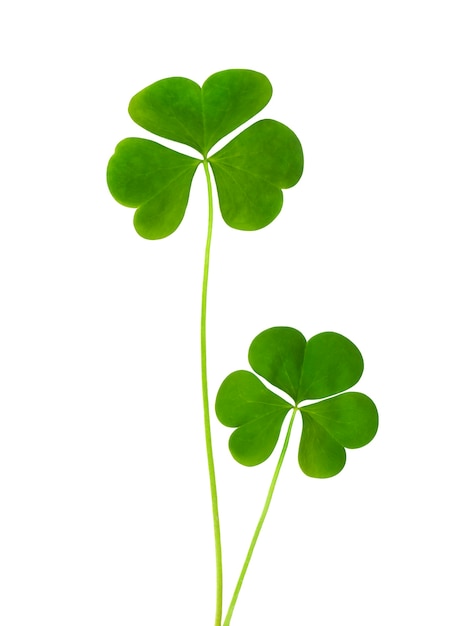 Green clover symbol of a St Patrick day isolated on white