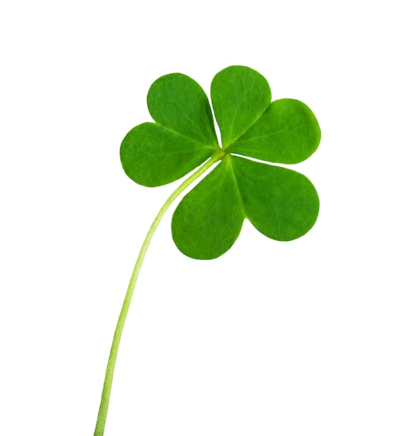 green clover symbol of a St Patrick day isolated on white