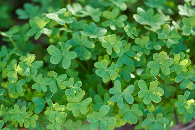 Green clovers