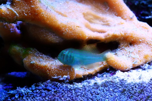 Ghiozzo di corallo pagliaccio verde - gobiodon histrio