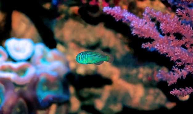 Green Clown Coral Goby - Gobiodon histrio