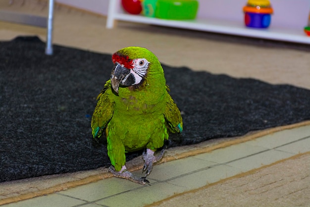 A green cockatoo parrot walks on the floor