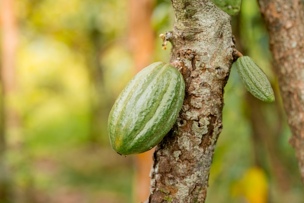 Green Cocoa pods grow on the tree