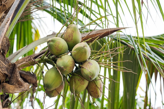 Foto frutto di cocco verde sull'albero di cocco