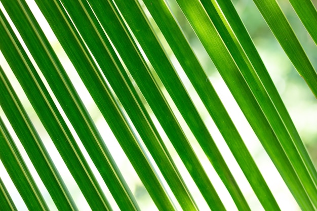 Green coconut leaf pattern