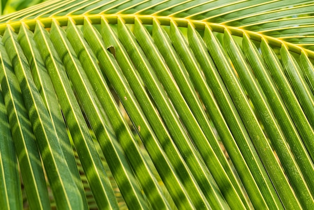 Green coconut leaves