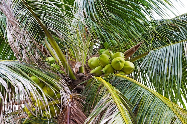 Green coconut in palm tree