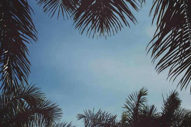 Photo green coconut palm trees photo