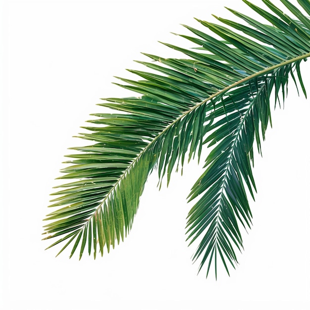 Зеленый лист кокосового дерева, изолированный на белом фоне, яркая листья для социальных сетей