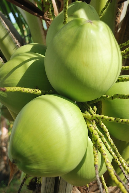 green coconut