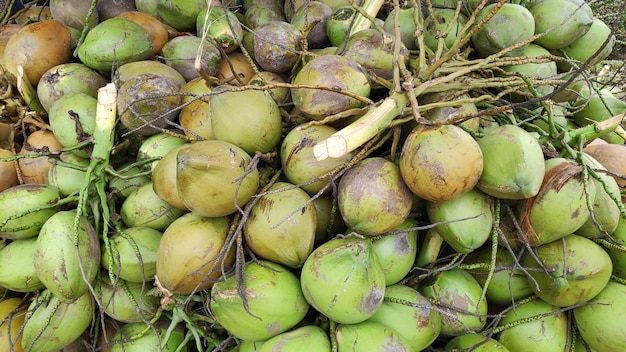 Green coconuts are ready to sell