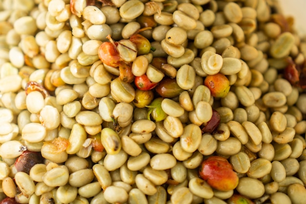 green coffee bean is raw coffee bean before roast to make coffee drink