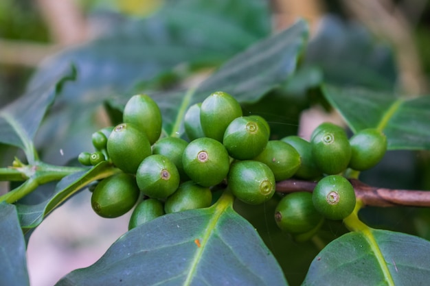 Chicchi di caffè verde