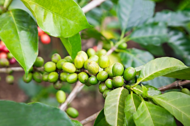 Green coffee berries