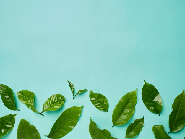 Foglie di caffè verde su sfondo blu