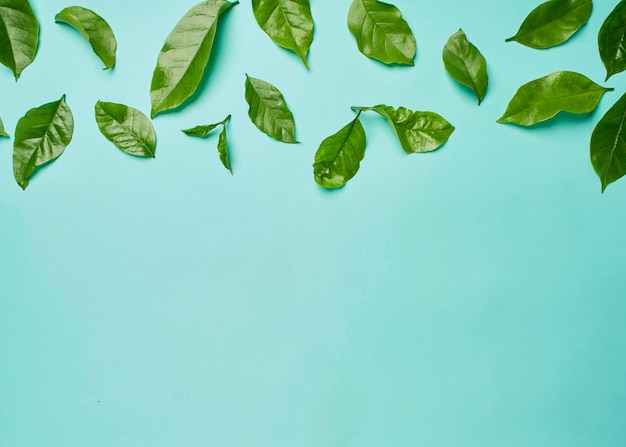 Foto foglie di caffè verde su sfondo blu