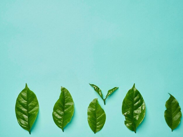 Photo green coffee leaves on blue background