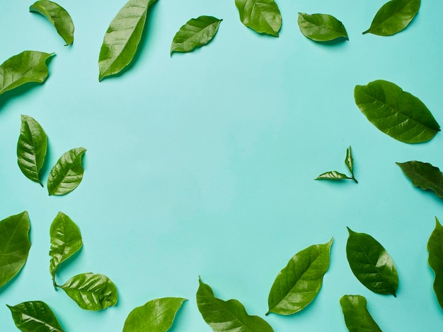 Фото Зеленые листья кофе на синем фоне