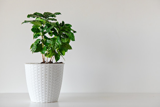 green coffee plant on white background indoor