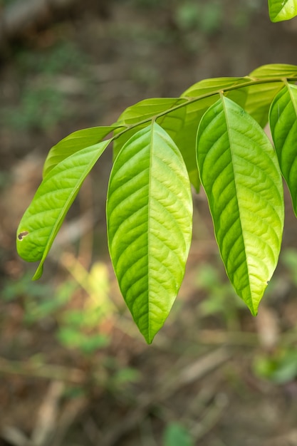 Зеленый цвет листьев в природе, крупным планом лист