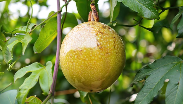 Green color tasty passion fruit