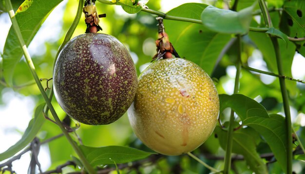 Green color tasty passion fruit