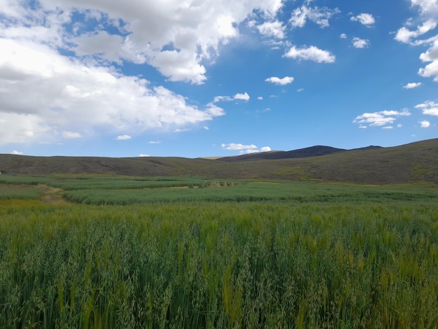 green colored barley crop in the foreground and distant mountain