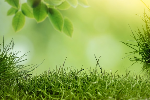 green colorful background for editing grass background