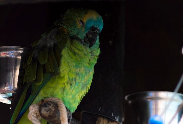 Green colorful parrot sleeping