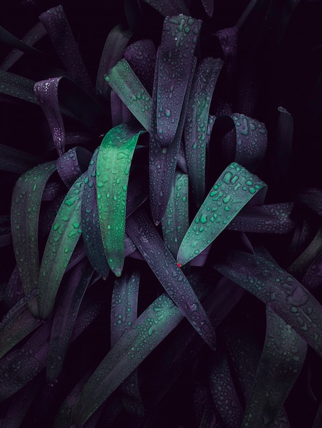 Green and colorful plant leaves textured in the garden in summer