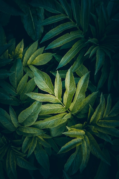 Green and colorful plant leaves textured in the garden in summer