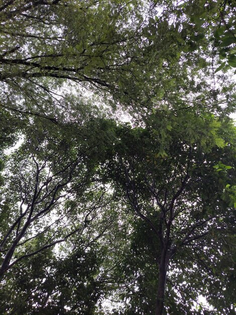 Green concept Top tree with green Leaves shot from below and sun light