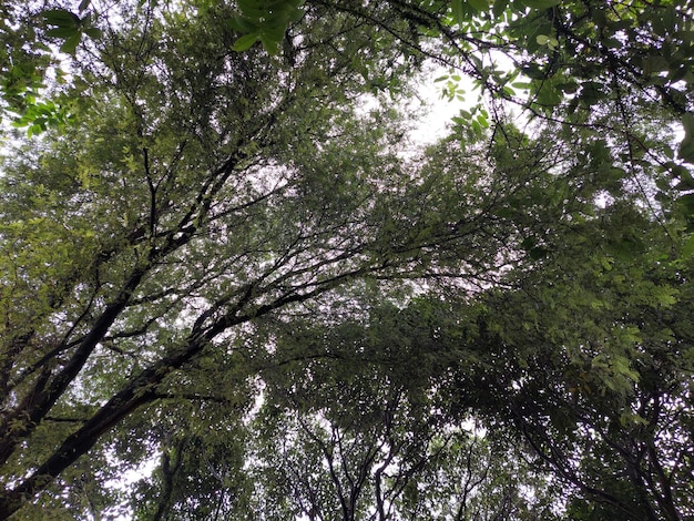 緑の概念 緑の葉が下から撮影されたトップツリーと太陽の光