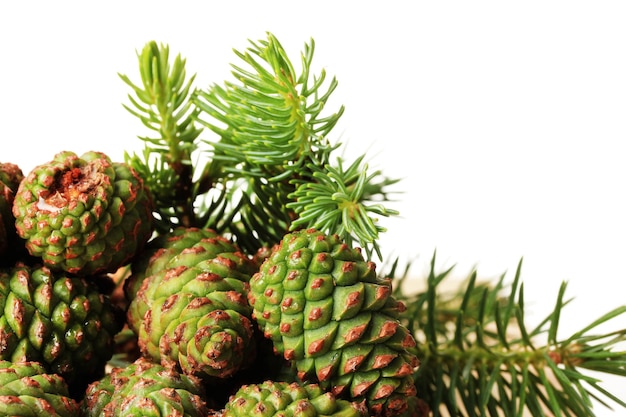 Green cones and fir tree isolated on white