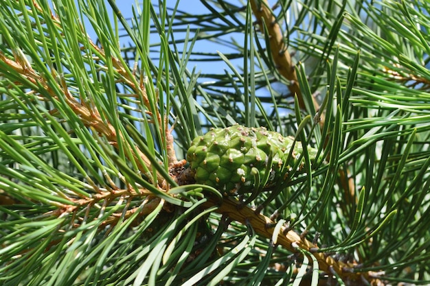 green cones hang on the pine tree