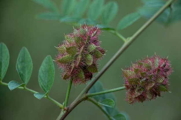 Green cones on a tree branch.