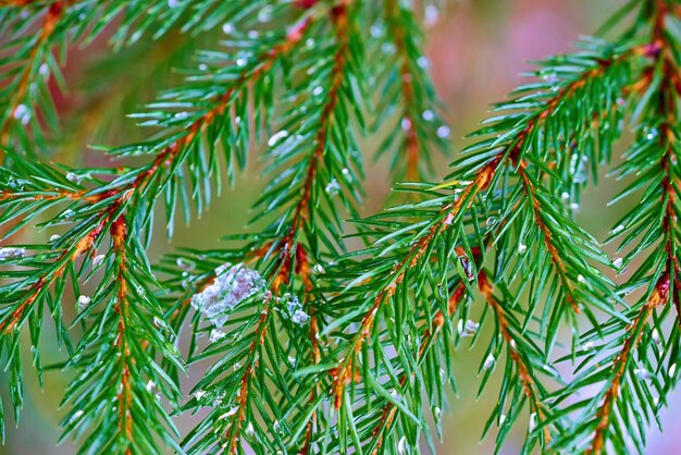 Green coniferous branches closeup with ice and on a blurred background