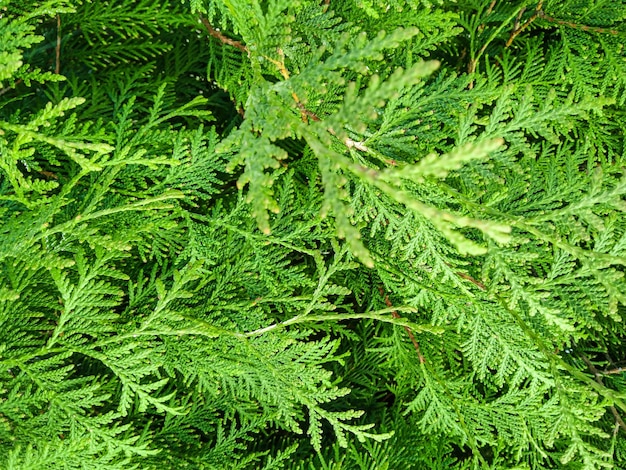 緑の針葉樹の茂みThuja ヘッジ テクスチャ アメリカクロベ植物パターン 常緑 Thuja オクシデンタル装飾的なフェンス Thuja 植物のテクスチャ ガーデニング ヘッジの背景